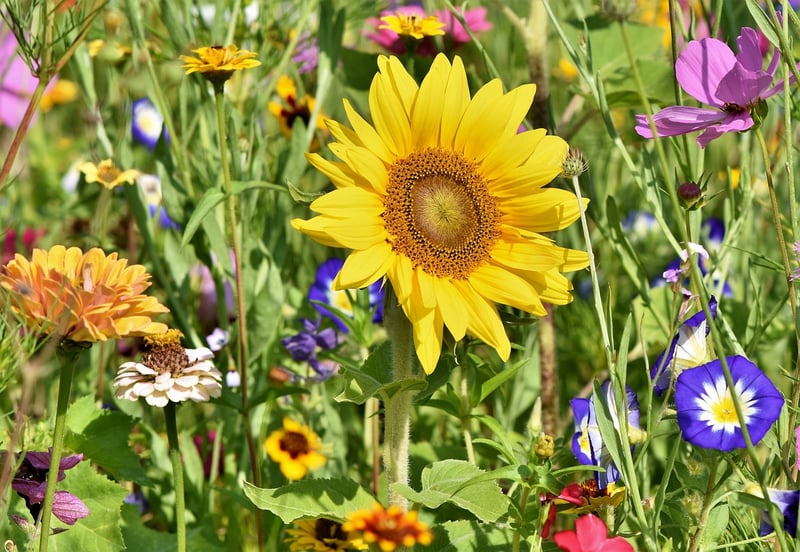 English Cottage Garden