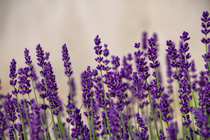 Lavender