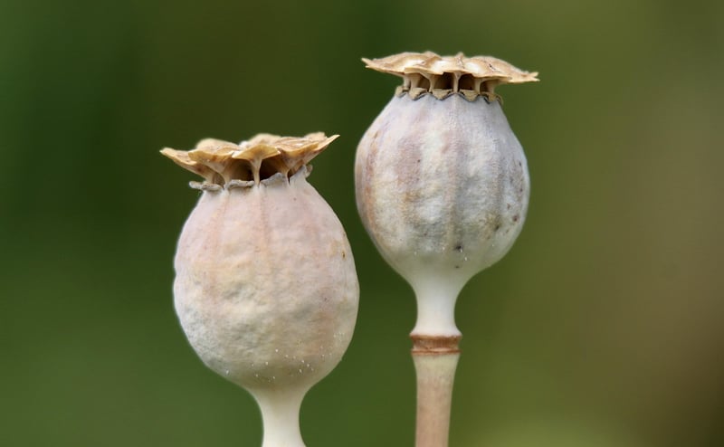Enigma Seed Collection
